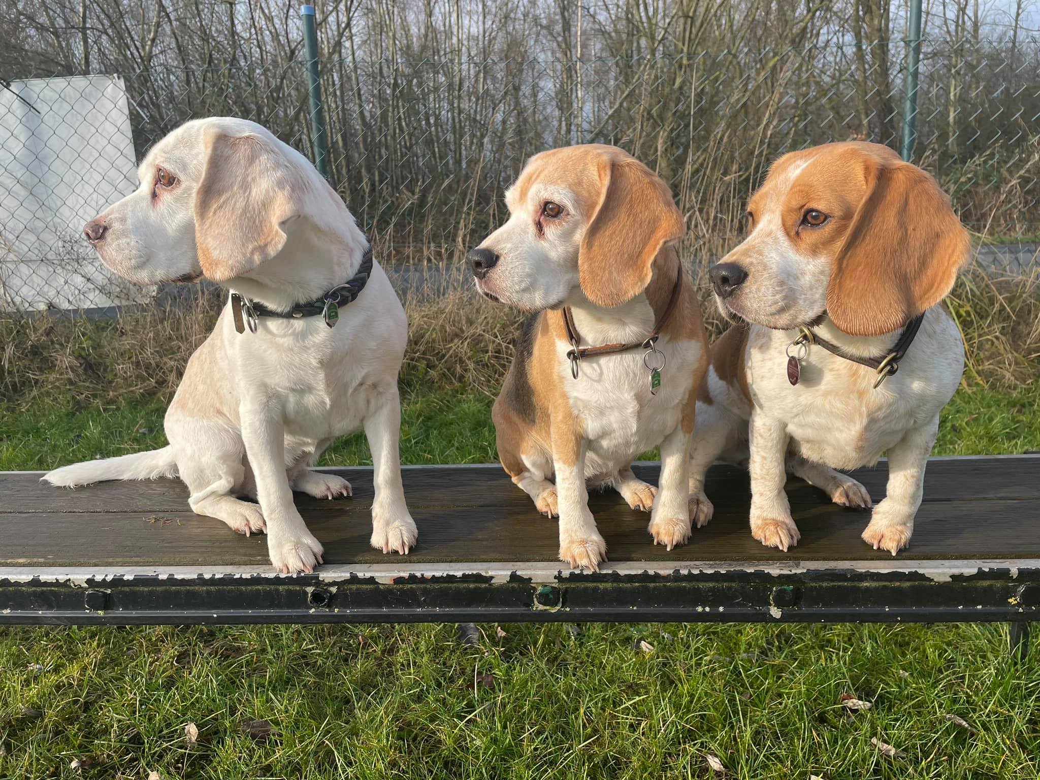 Beauty Succession's Beagles