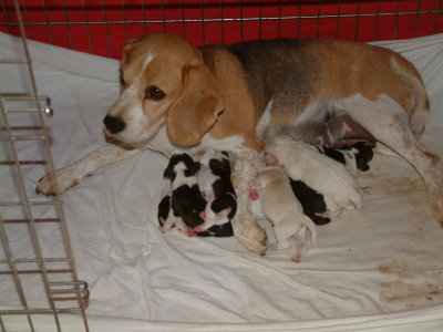 Beauty Succession's S-Wurf